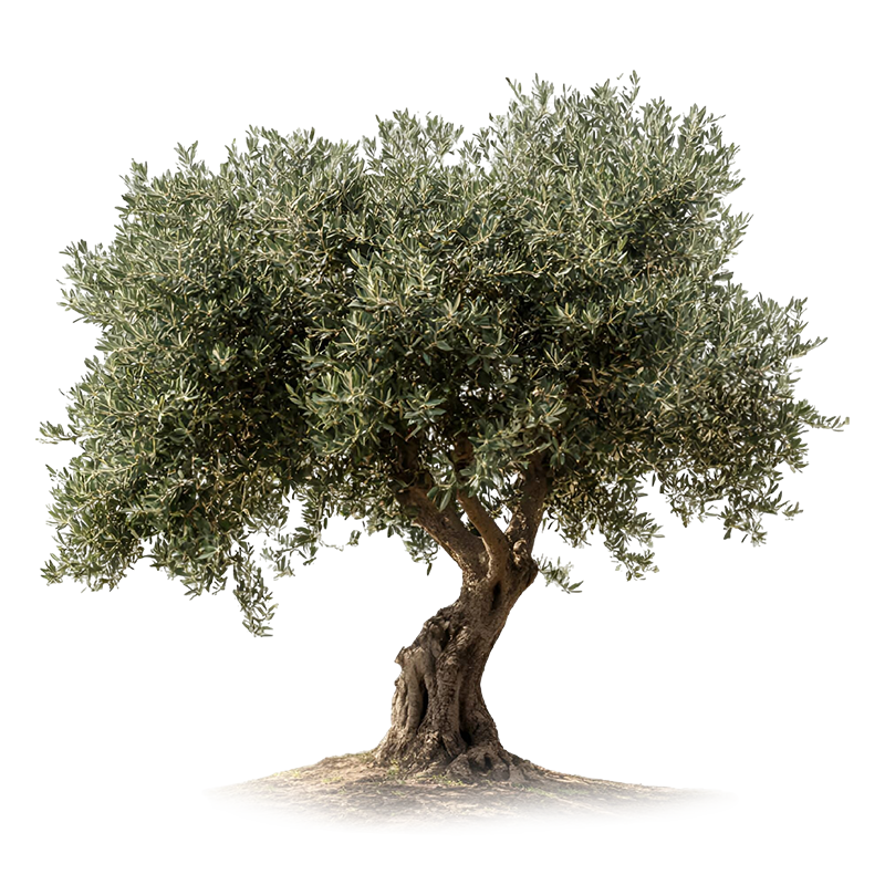 olive tree